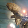 birds stock 46
