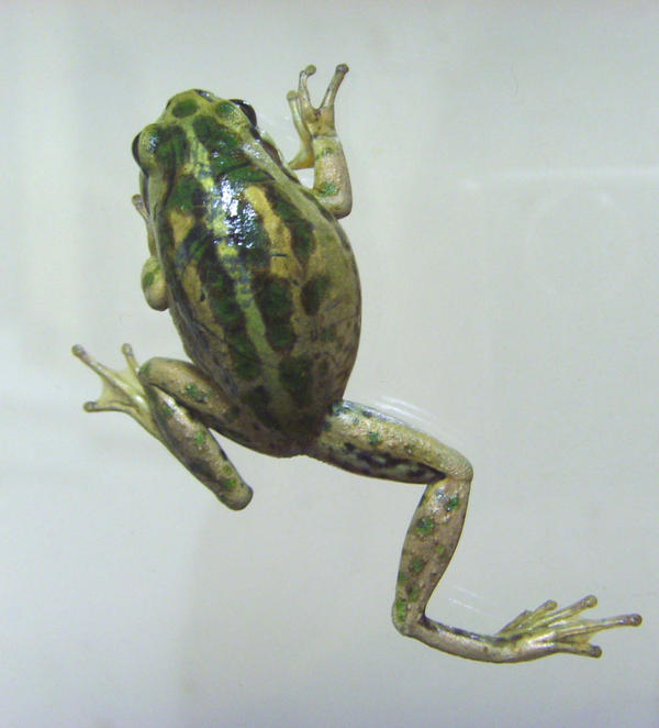 frog stock 39