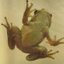 frog stock 70