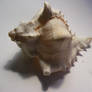 shell stock 43