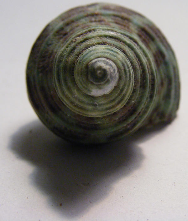 shell stock 55