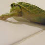 frog stock 141