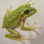 frog stock 142