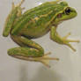frog stock 143