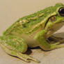 frog stock 163