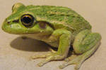frog stock 164