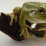 frog stock 176