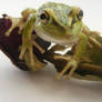 frog stock 177