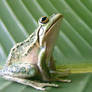 frog stock 197