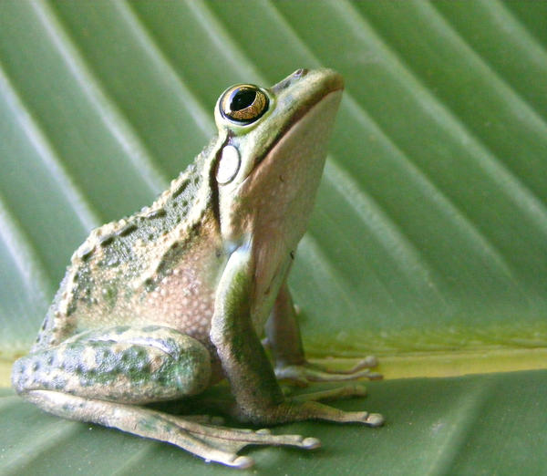 frog stock 197
