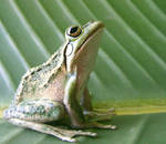 frog stock 197 by hatestock