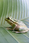 frog stock 198