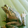 frog stock 200