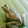 frog stock 200