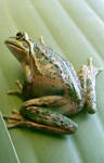 frog stock 200