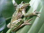 frog stock 202