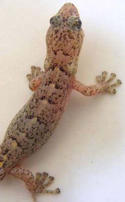 Gecko Stock 2