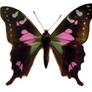 moths and butterflies stock 88