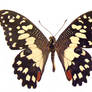 moths and butterflies stock 97