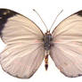 moths and butterflies stock 98