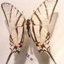 moths and butterflies stock120