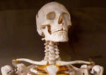 Skeleton Stock 31