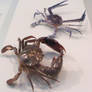 crab stock 5