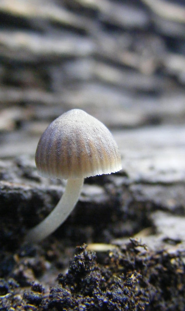 shroom stock 24