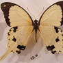 moths and butterflies stock131