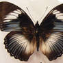 moths and butterflies stock132