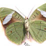 moths and butterflies stock137