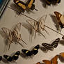 moths and butterflies stock140