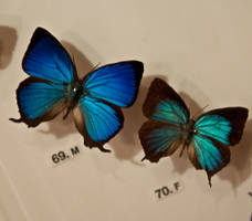 moths and butterflies stock142