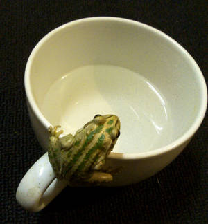 frog stock