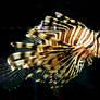 Aqwa stock Lionfish 5