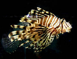 Aqwa stock Lionfish 5