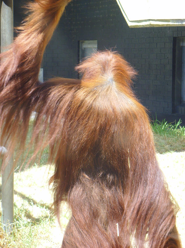 zoo stock primates 14 by hatestock on DeviantArt