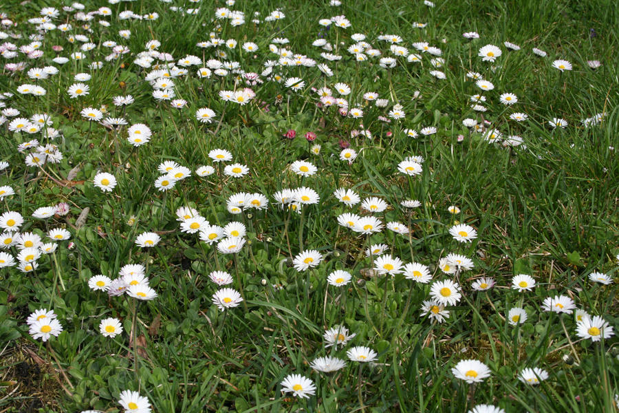 Daisies by CD-STOCK