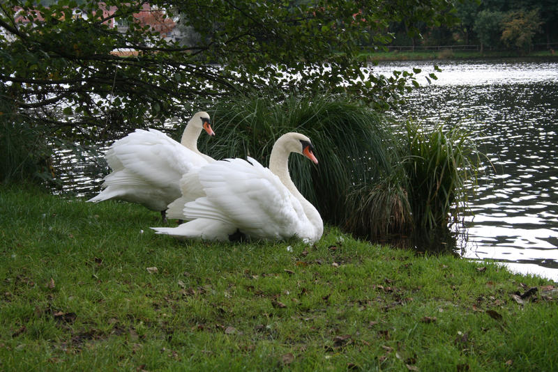 Swans 01 by CD-STOCK Swans 01 by CD-STOCK