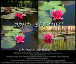 Pond Beauties by CD-STOCK Premium Stock by CD-STOCK