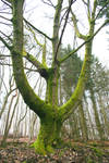 Mossy Tree 01 by CD-STOCK