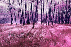 Enchanted Forest by CD-STOCK Enchanted Forest by CD-STOCK