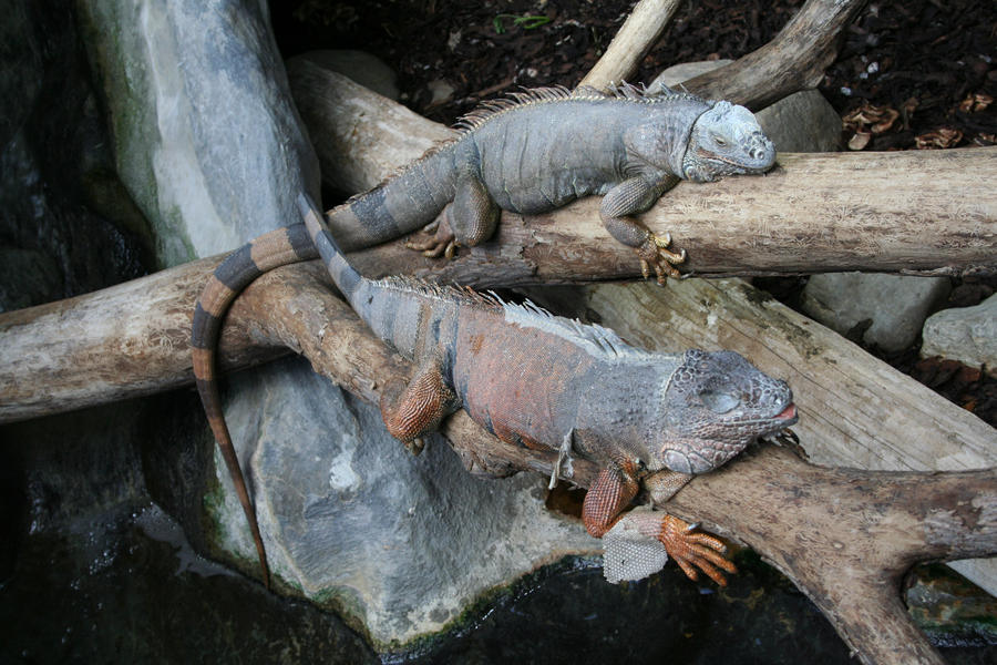 Iguanas by CD-STOCK Iguanas by CD-STOCK