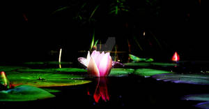 Bioluminescent Lily by CD-STOCK by CD-STOCK