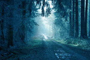 Blue Forest by CD-STOCK by CD-STOCK