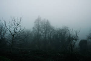 Foggy Trees by CD-STOCK by CD-STOCK