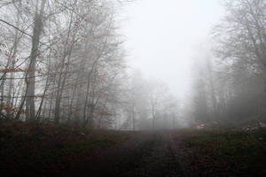 Fog in the woods by CD-STOCK by CD-STOCK