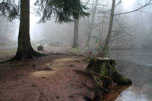 Fog in the woods 01 by CD-STOCK by CD-STOCK