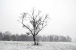 Snowfall Tree by CD-STOCK