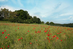 Corn Poppies by CD-STOCK by CD-STOCK